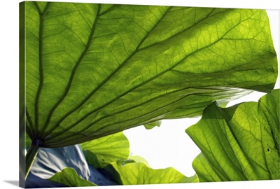 leaf transparence