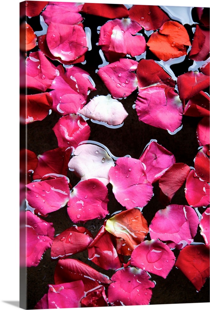 Guatemala, Antigua: rose petals in a water basin as decoration