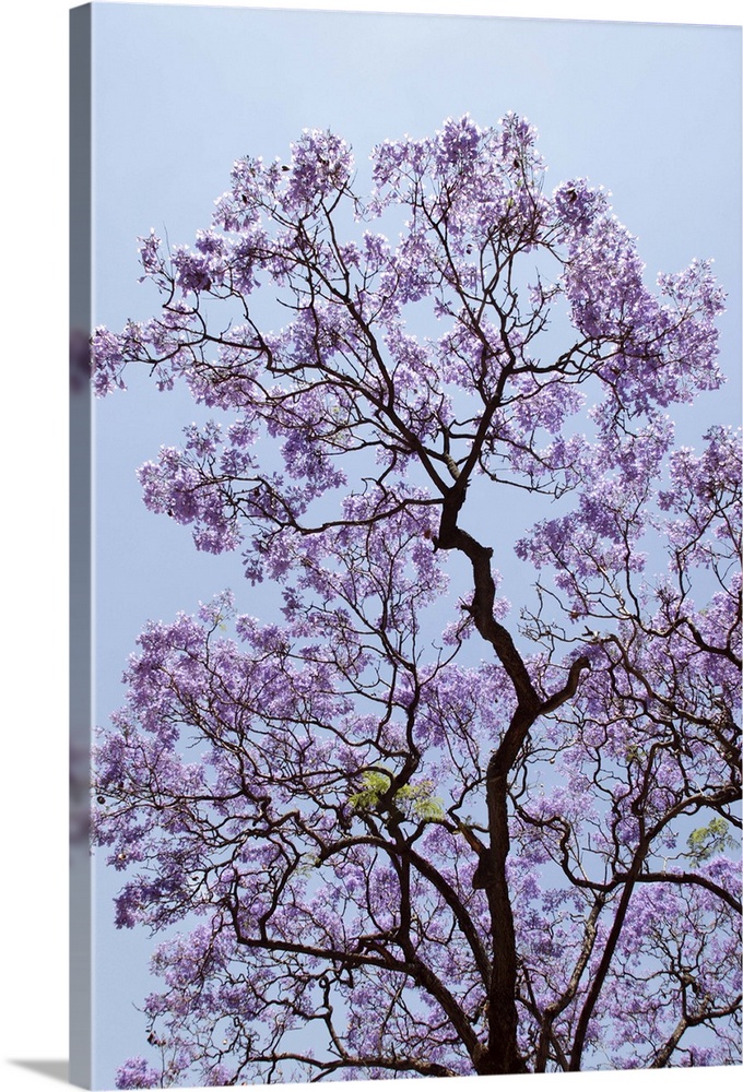 Argentina, Buenos Aires: Jacarandas trees are in bloom in the city parks: branches, shadows, violet flowers.
