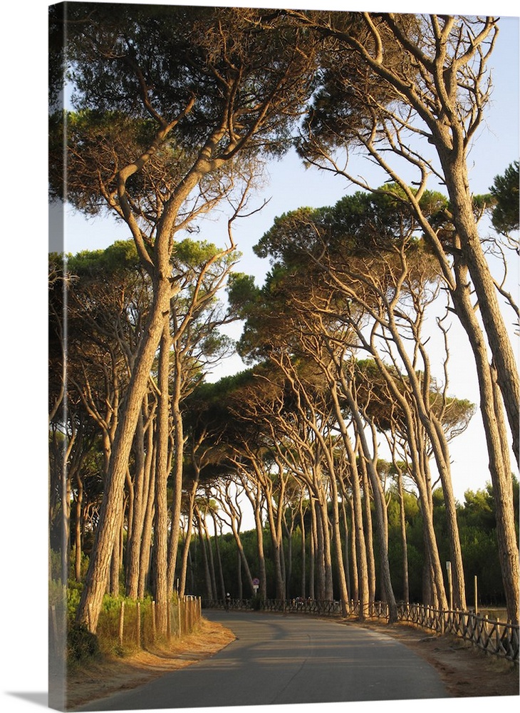 tall maritime pine trees line a road along the Tuscany coast, Italy