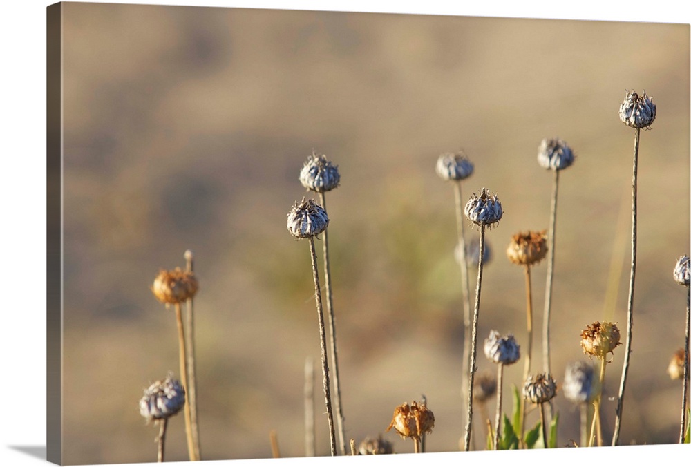Chubut Province, Argentina.  Peninsula Valdes, Unesco World Heritage Site.  Dry flowers.