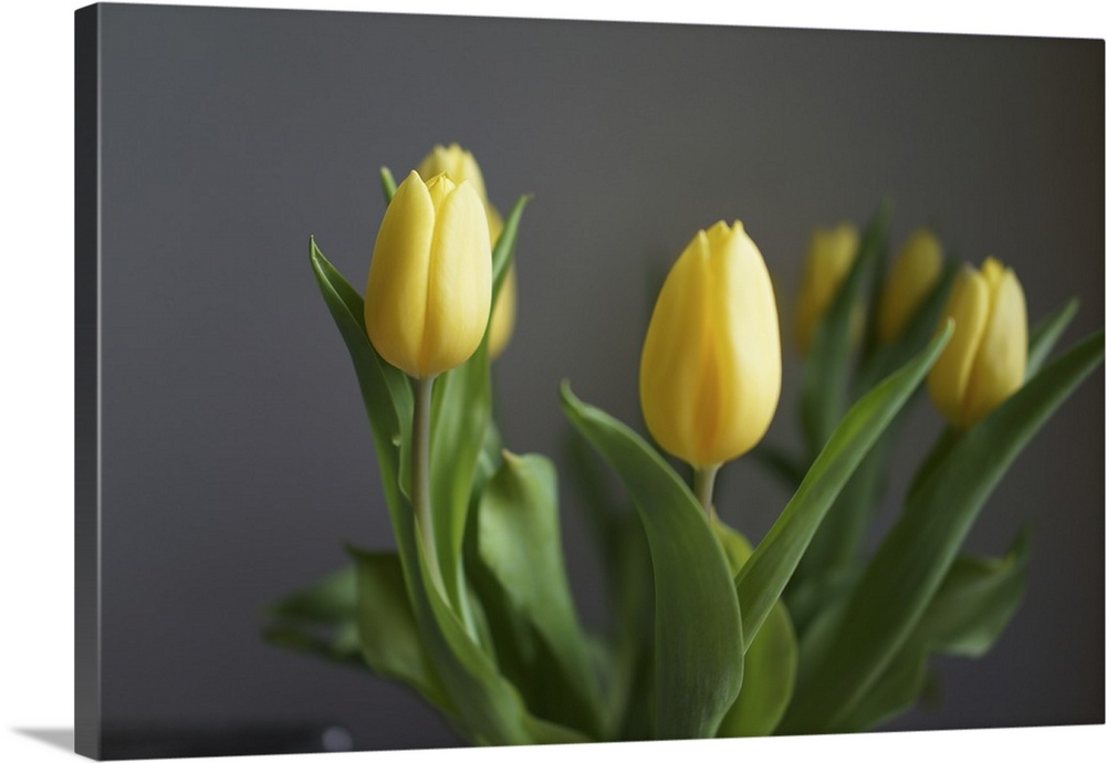 Yellow tulips kept in a vase