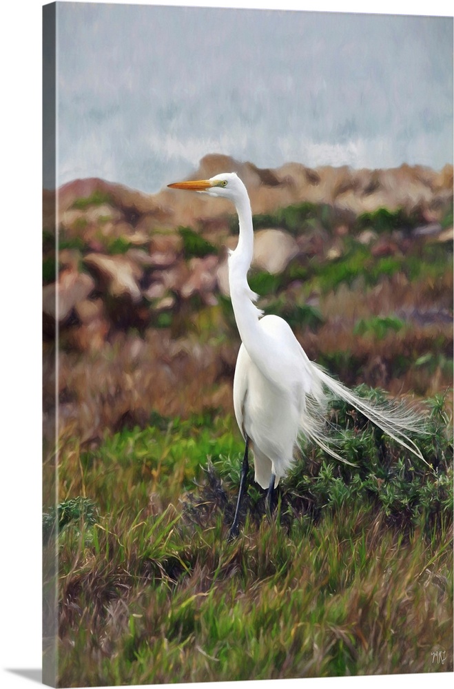 A great egret maintains its balance on a windy day in Pebble Beach. Often at least three-feet tall with wingspans that can...