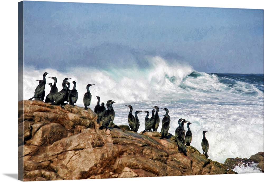 Brandt's cormorants have a front-row view of the spectacular coastline along the 17 Mile Drive in Pebble Beach, California...
