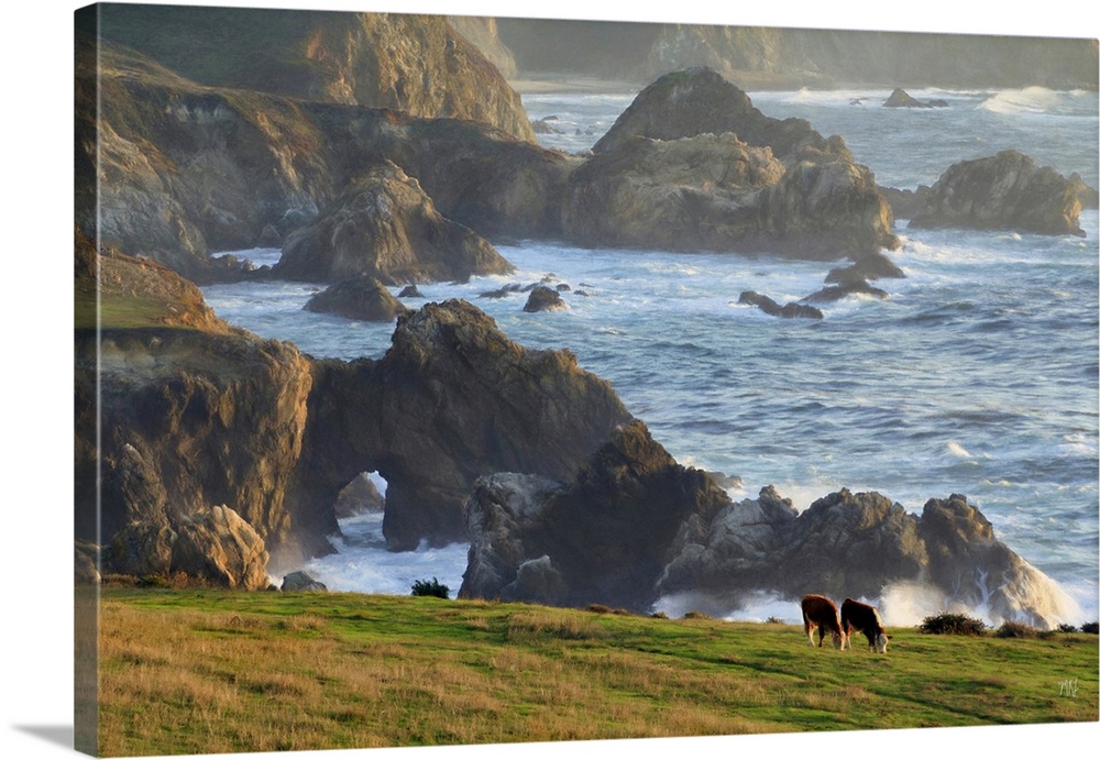 Two cows graze in a field in Big Sur with spectacular rock formations and the beautifully lit ocean behind them. Adding a ...