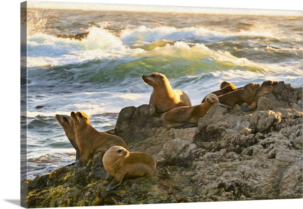 A sea lion looks over her pups as they rest on a rock formation at Cypress Point in Pebble Beach. Michael Lynberg's stunni...