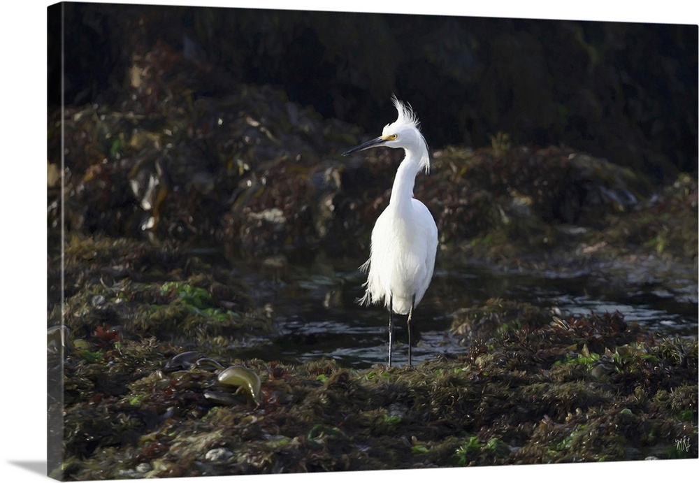 A snowy egret hunts for food in the tide pools of Pebble Beach, along the 17 Mile Drive. His radiant white feathers and br...