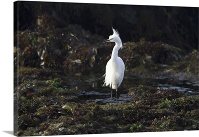 Snowy Egret Tide Pools Monterey Peninsula