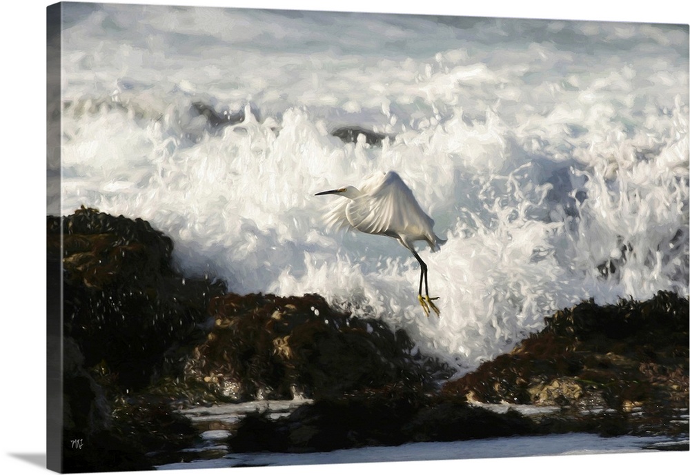 A snowy egret dodges a wave while hunting for food in tide pools in the small coastal town of Pacific Grove, California, w...