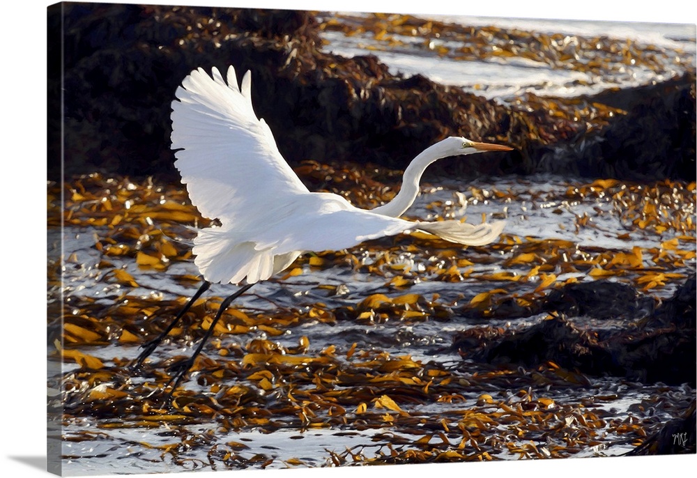 A radiant great egret takes flight over a bed of kelp on the Monterey Peninsula in California. Michael Lynberg's stunning ...