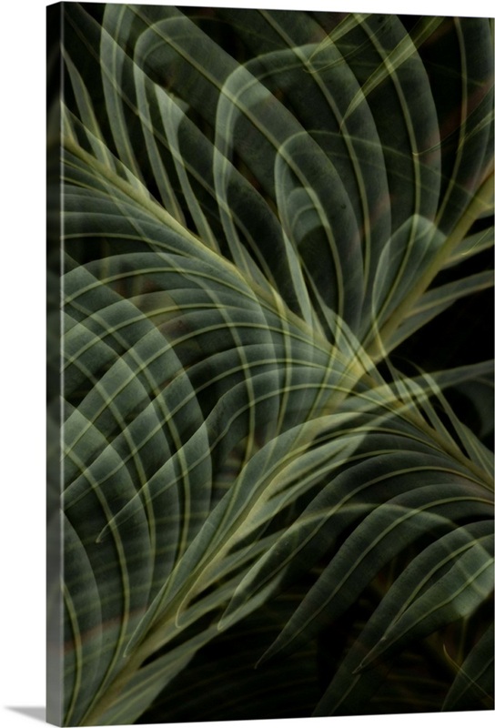 Abstract Fern | Great Big Canvas