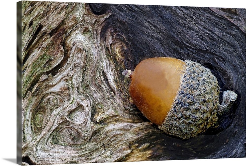 Big photograph focuses on a smooth oval nut in a rough cuplike base sitting in a small shaded recess of a tree lined with ...