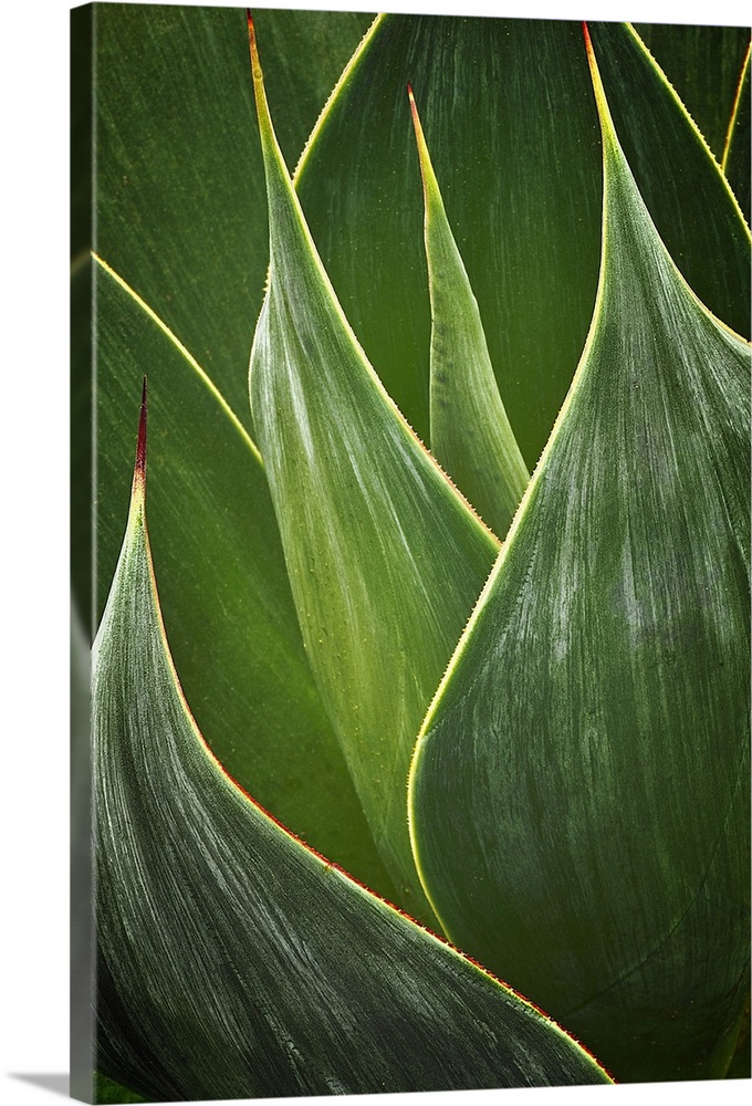 Close up photo of Agave leaves.