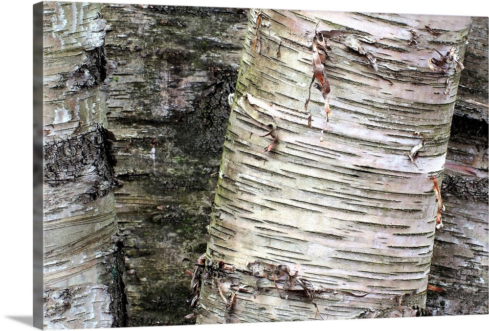 Giant photograph focuses on the rough and distressed texture of bark on a set of trees.