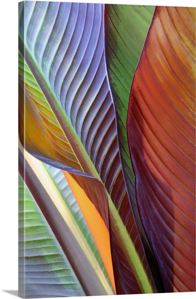 Banana Leaves Wall Art, Canvas Prints, Framed Prints, Wall Peels