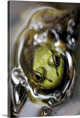 Bathing Frog