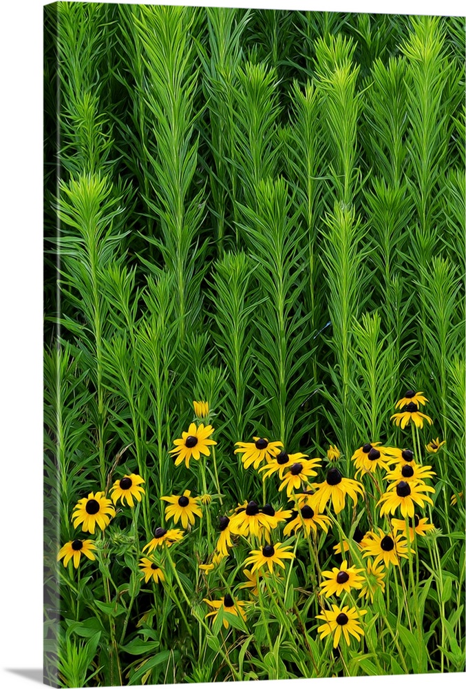 Photograph of black eye susans surrounded by tall green plant life.