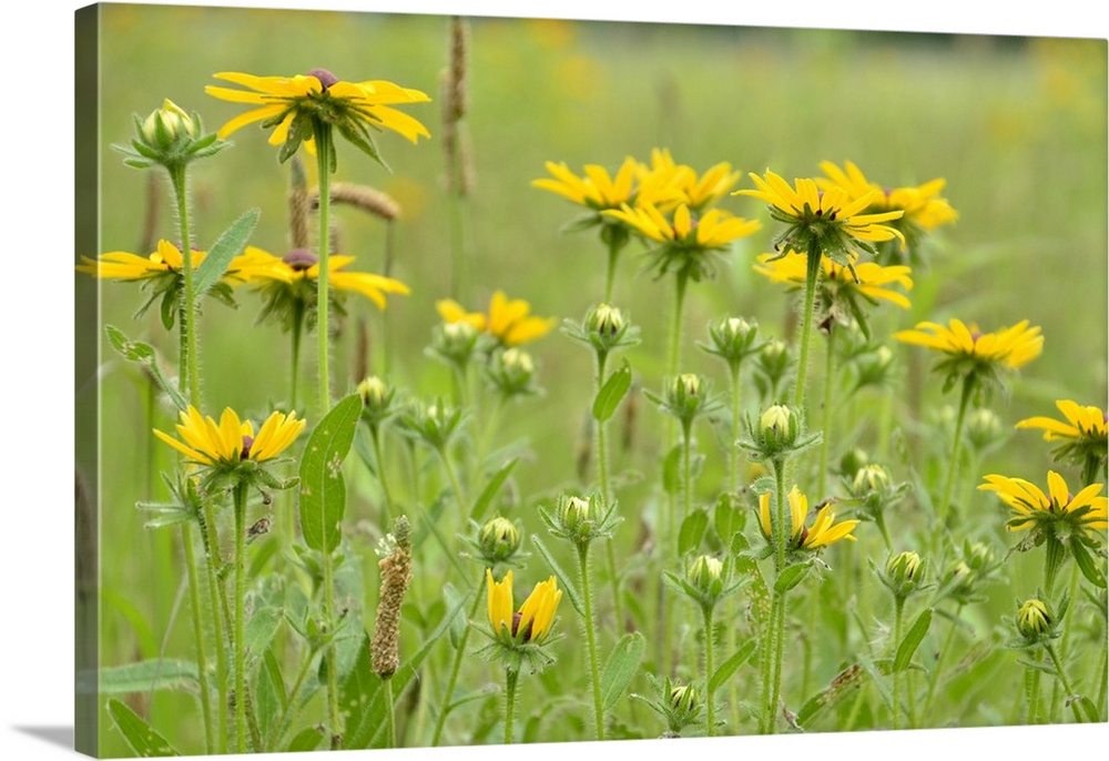 A photograph of bright yellow flowers in a green field.