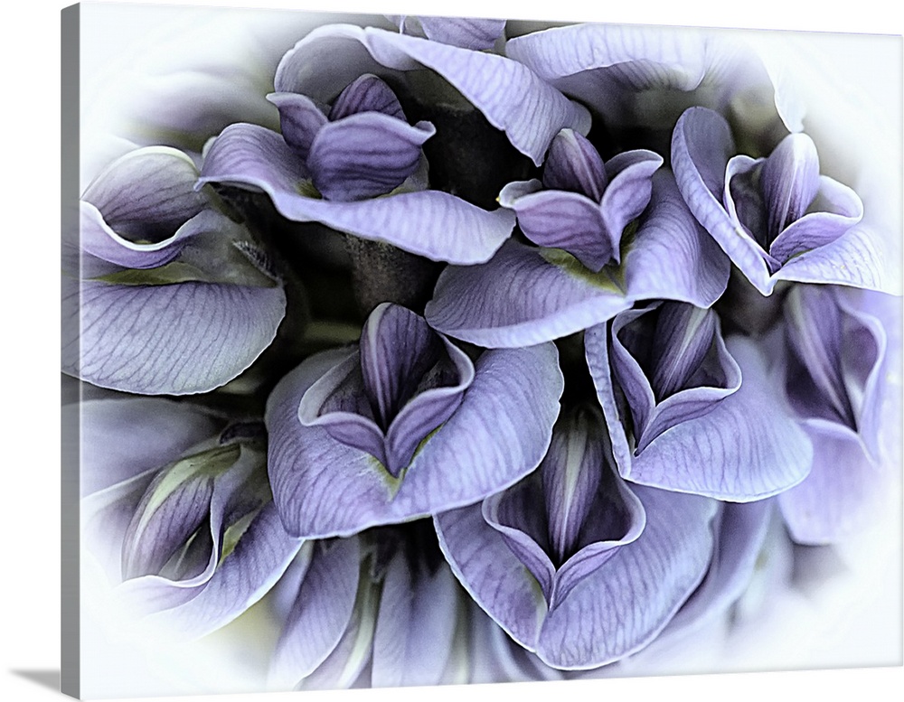 A macro photograph of purple flowers surrounded by a white vignette.