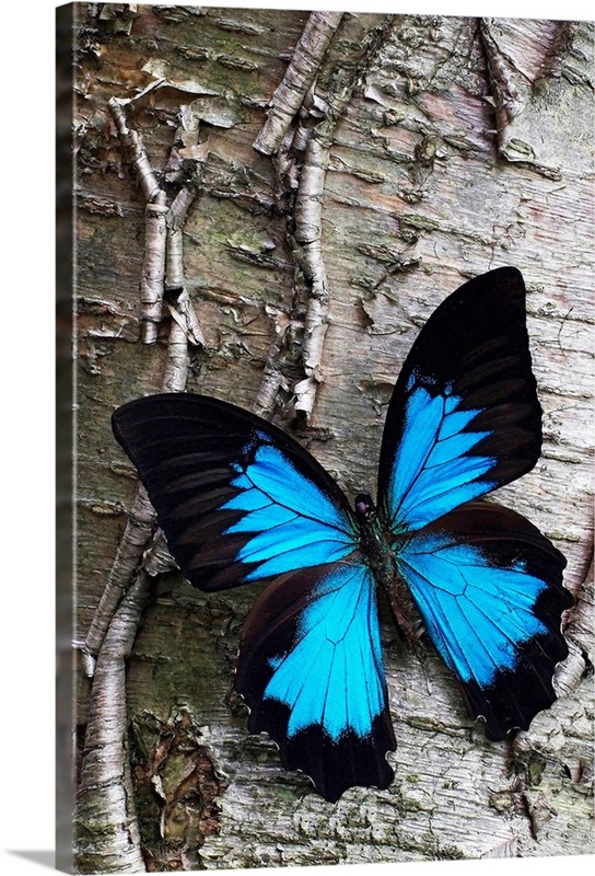 Blue Butterfly on Birch Wall Art, Canvas Prints, Framed Prints, Wall Peels | Great Big Canvas