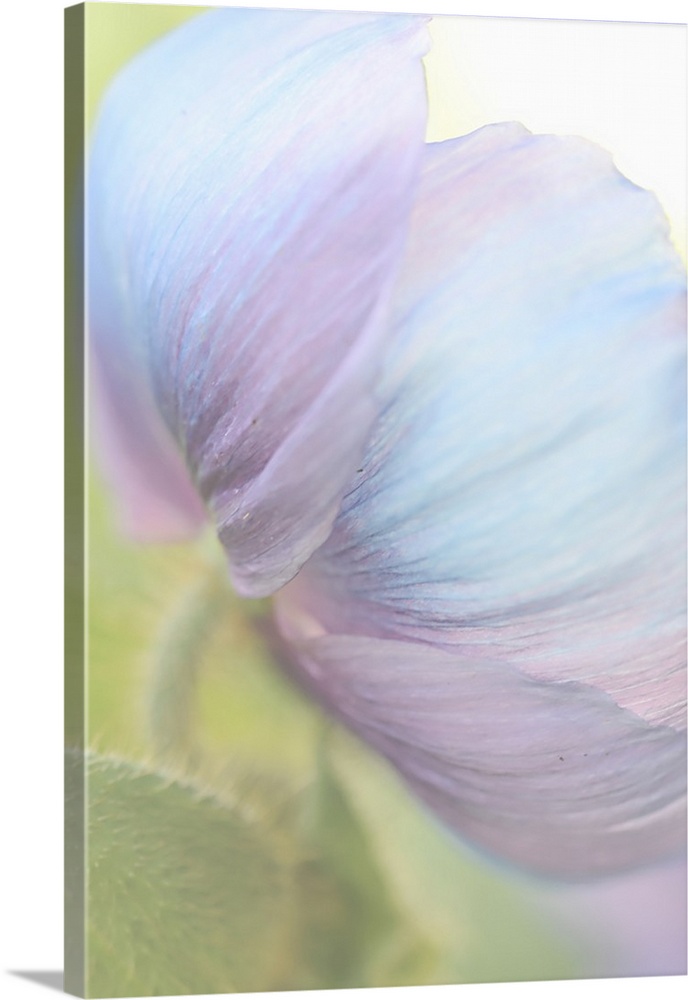 Close up photography of the underside of a poppy with pale blue petals.
