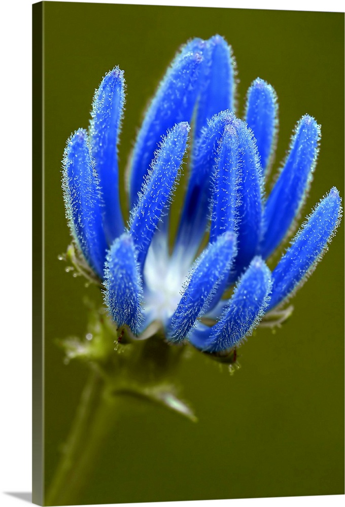A blue thistle flower is photographed closely to show the detail of its petals.