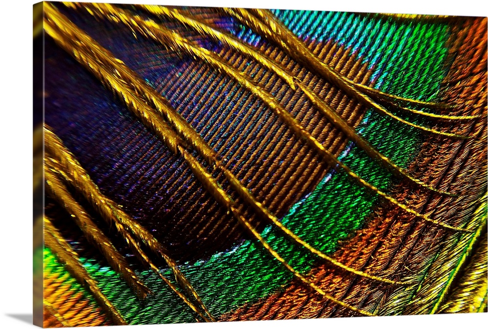 This decorative wall art is a macro, close up photograph of a peacock feather.