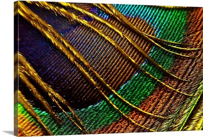 Bright Color Detail of Feather