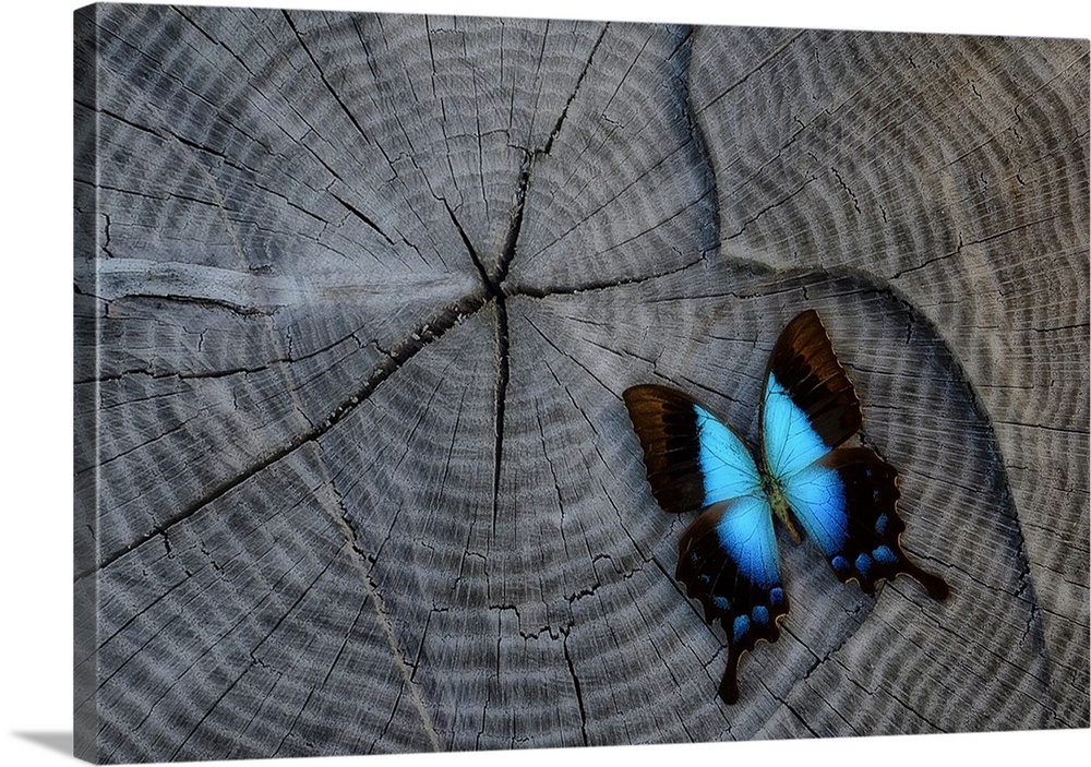 Close-up photograph of a blue butterfly on a stump.