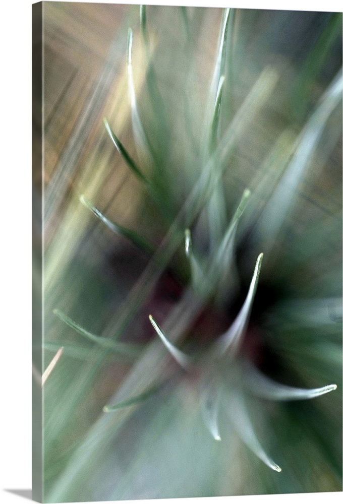 Large, close up, vertical photograph of cactus spines with blurred lines of light moving through them.