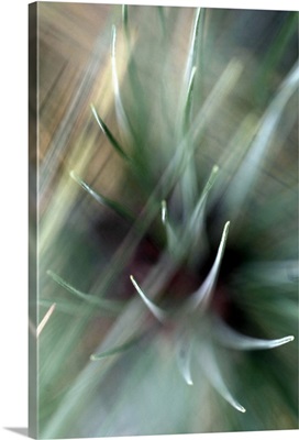 Cactus Spines Captured with Movement and Light