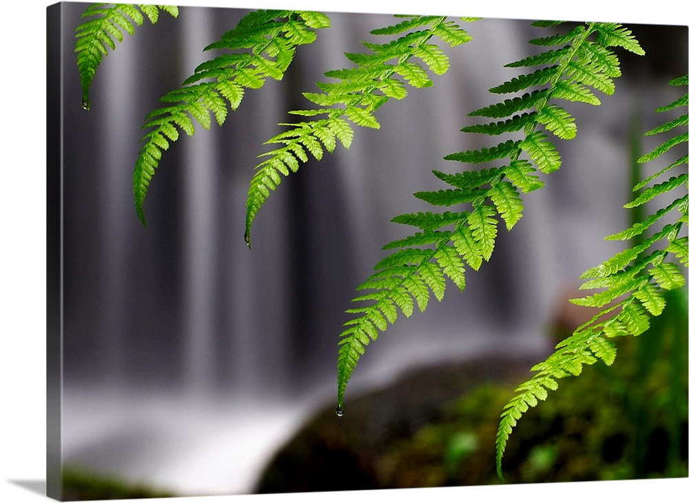 Giant photograph focuses on a close-up of cascading ferns in intense focus, while a noisy waterfall and moss covered rocks...