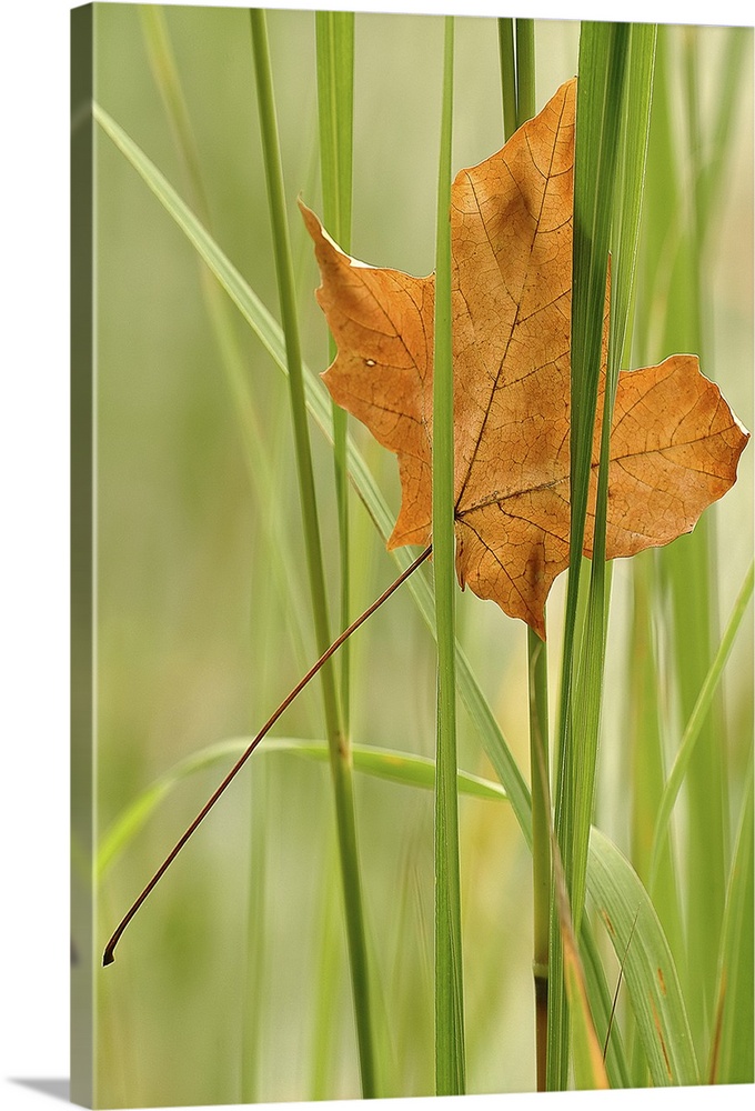 In this vertical nature photograph is a close up of a single autumn leaf has become trapped in blades of grass.