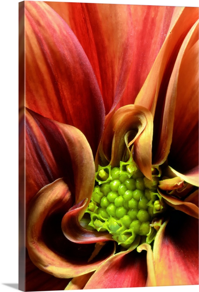 The stamen of a warm colored flower is pictured very closely.