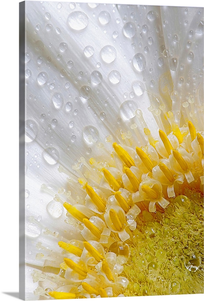 Giant photograph focuses on an intense close-up of a flower covered with rain drops.