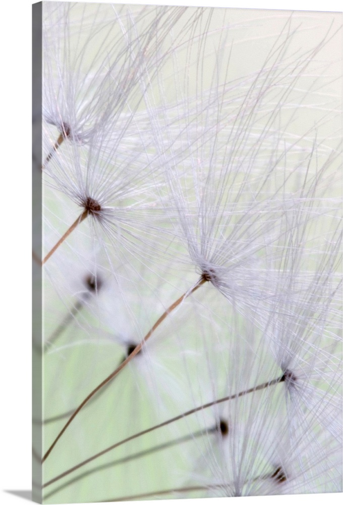 A vertical, macro photograph of a fluffy seeds with long stems blowing in the wind.