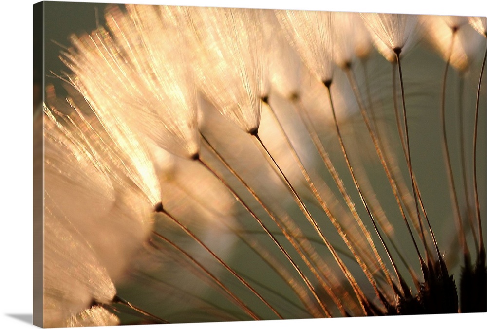Landscape close up photograph of white, fluffy dandelion seeds at sunset.