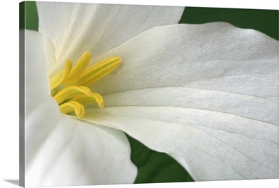 Detail of White Rock Flower