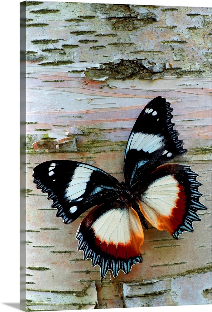 Up-close vertical panoramic photograph of butterfly on tree bark.