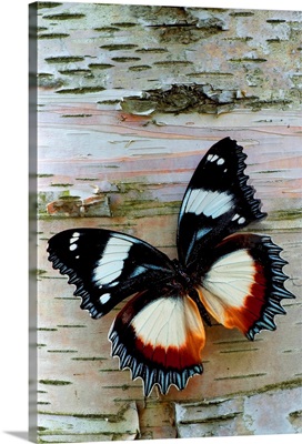 Exotic Butterfly on Birch