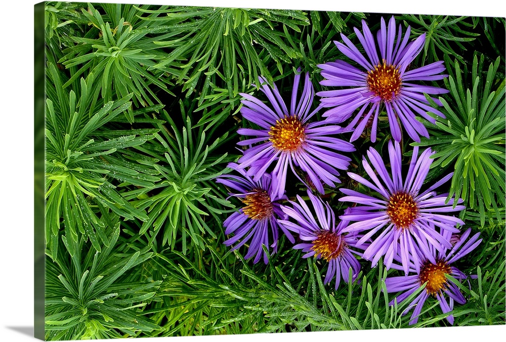 Decorative artwork perfect for the home of a grouping of purple flowers that is surrounded by green foliage.