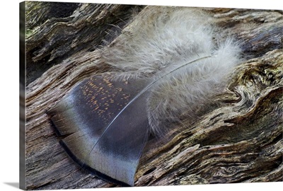 Feather Fallen on Log