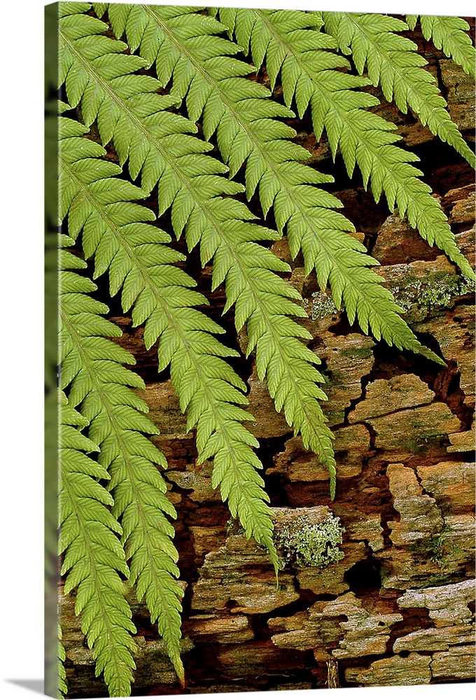 The leaves of a fern plant are photographed resting against moss covered bark.