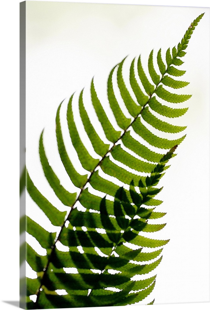 Two fern fronds intersect to create an abstract pattern with their leaves on a plain white background.