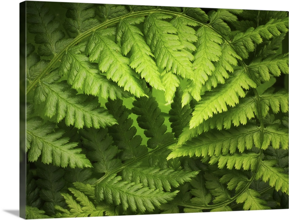 A big up close canvas print of a fern branch curving around.