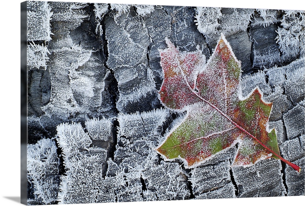 Frosted Oak Leaf on Frozen Logs