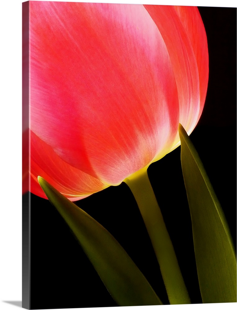 Glowing Tulip