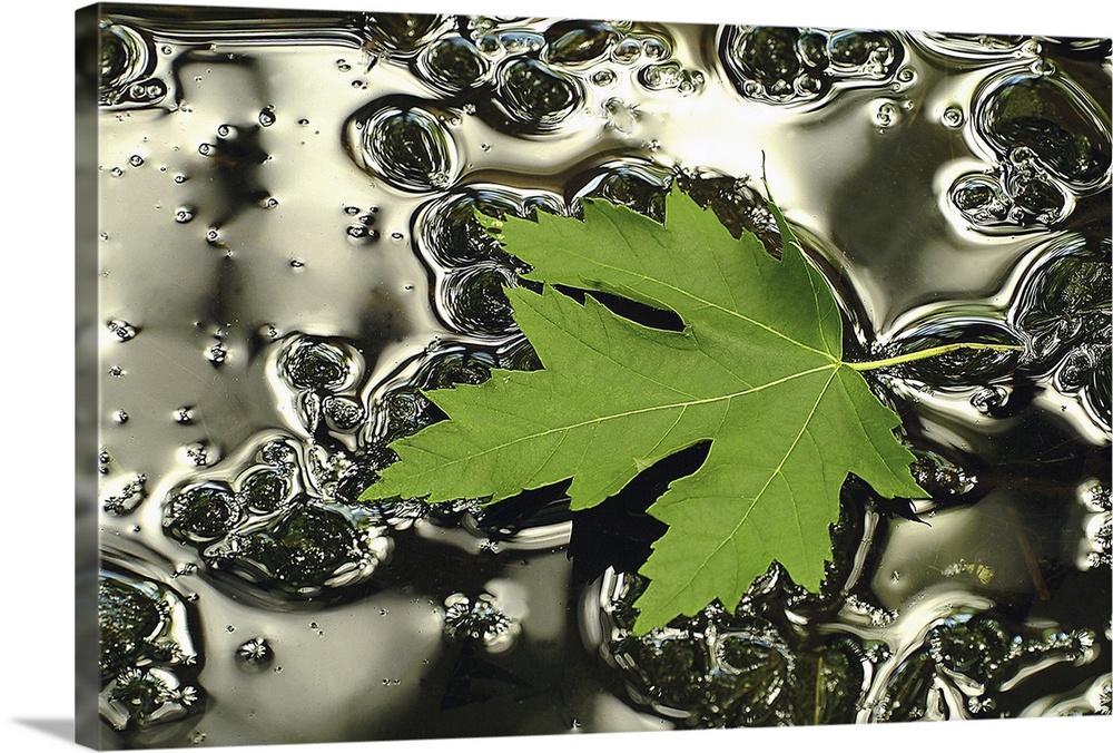Giant photograph centers on an isolated leaf sitting on a small pool of water littered with bubbles of various sizes.