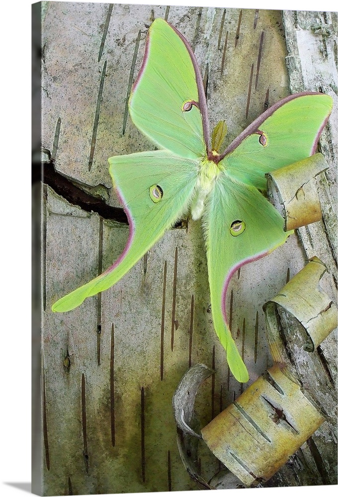 Giant green moth on a peeling birch tree.