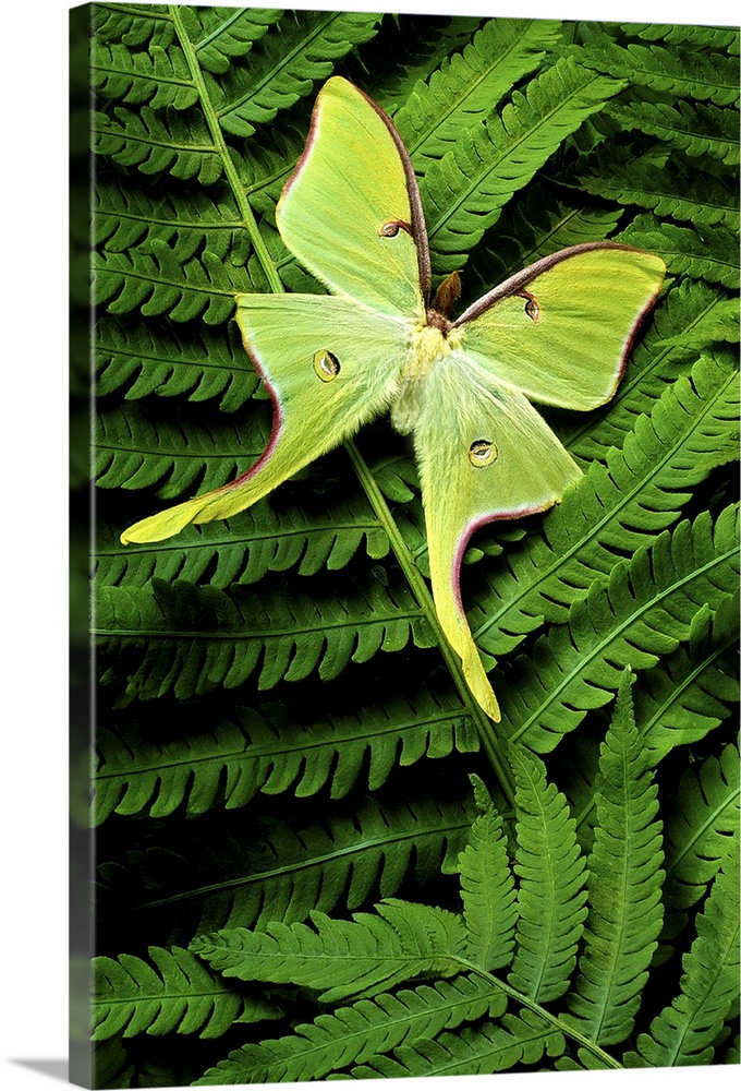 Vertical, close up photograph on a large canvas of a big, bright green moth landed on a fern leaf.